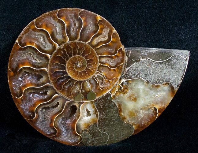 Beautiful Split Ammonite (Half) #5653